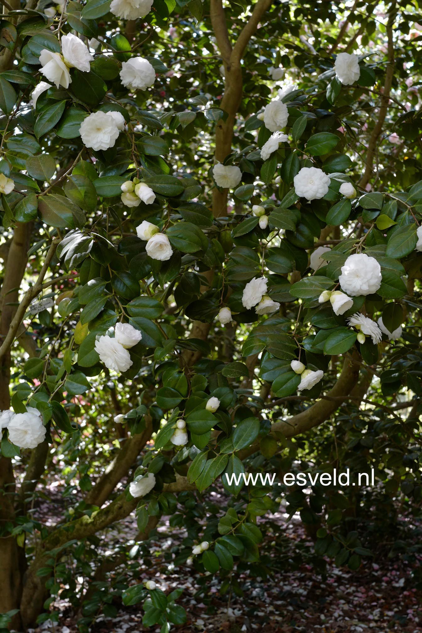 Camellia japonica 'Mathotiana Alba'