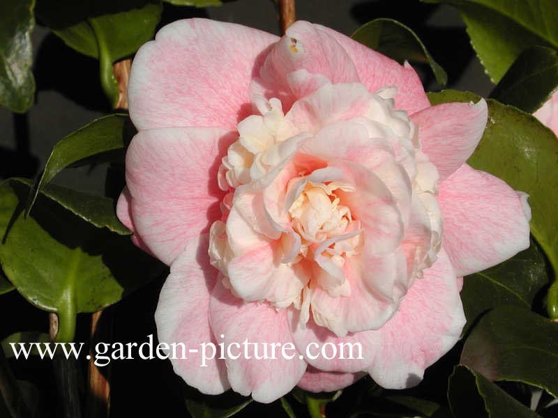 Camellia japonica 'Mme. Cormerais Bahuaud'