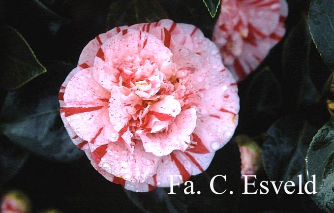 Camellia japonica 'Modern Art'