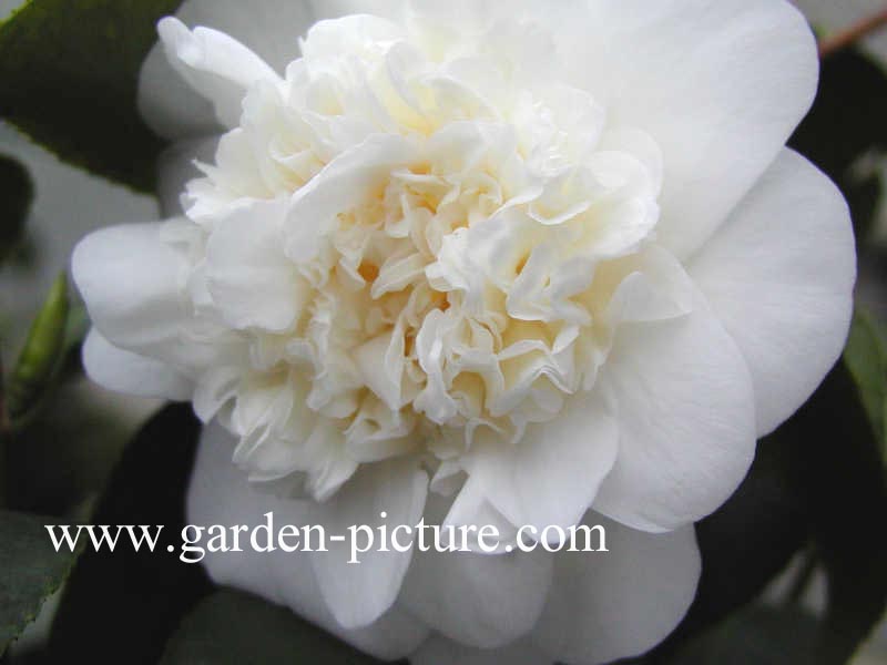 Camellia japonica 'Mont Blanc' Camellia japonica 'Mont Blanc'