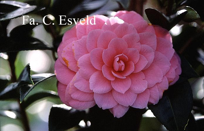 Camellia japonica 'Mrs. Tingley'