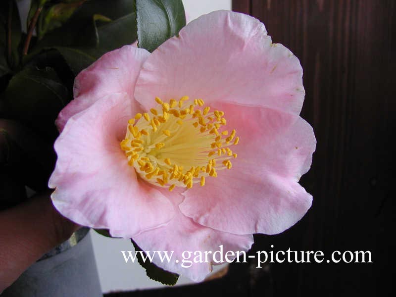 Camellia japonica 'Murasaki-tsubaki'