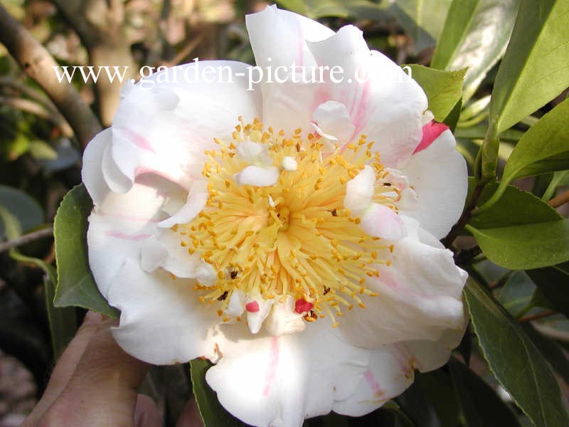 Camellia japonica 'Nioi Fubuki'