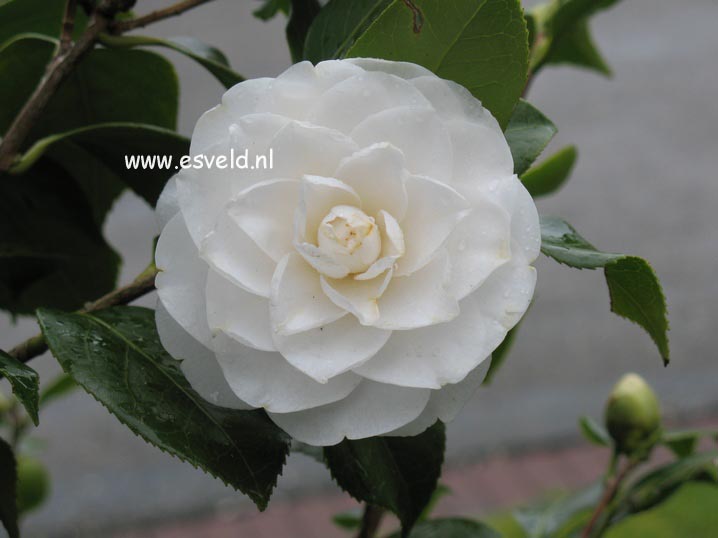 Camellia japonica 'Nobilissima'