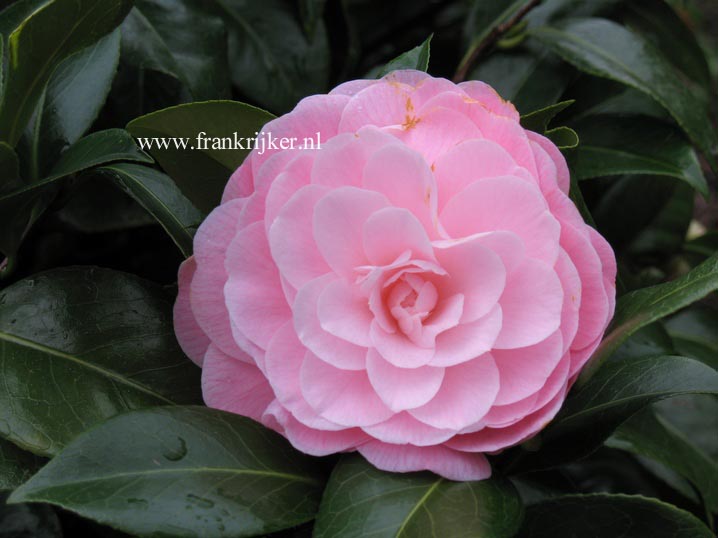 Camellia japonica 'Nuccio's Cameo'