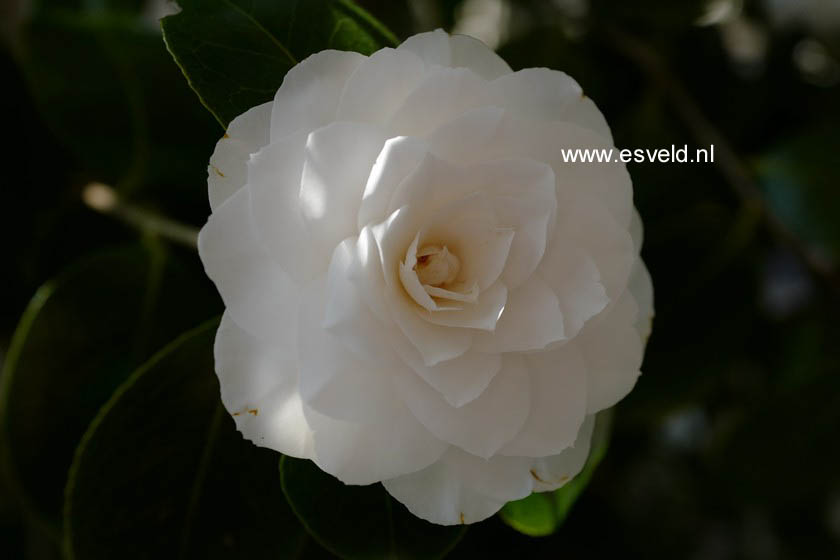 Camellia japonica 'Nuccio's Gem'
