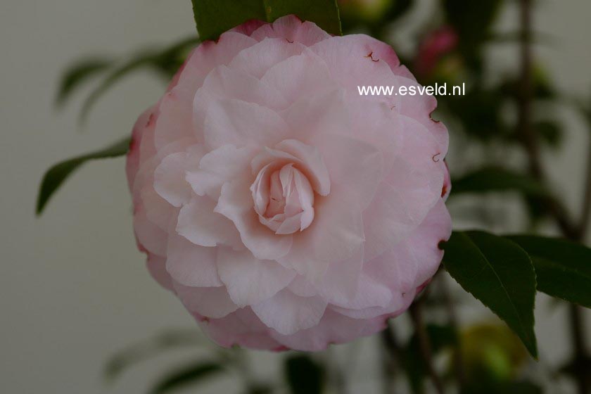 Camellia japonica 'Nuccio's Pearl'
