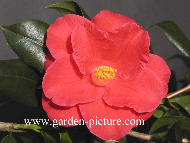 Camellia japonica 'Oki-no-nami'