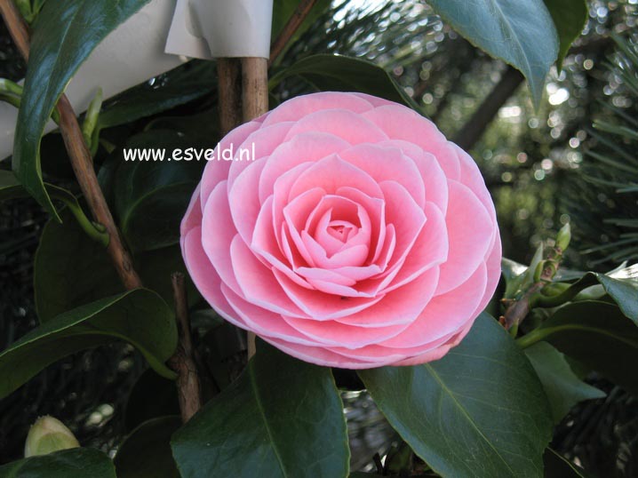 Camellia japonica 'Pearl Maxwell'