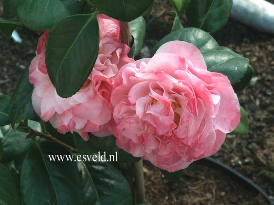 Camellia japonica 'Placio's Jewel'