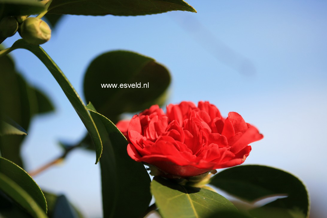 Camellia japonica 'Professor Sargent'
