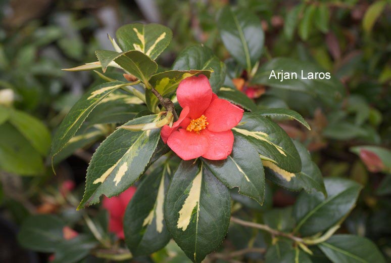 Camellia japonica 'Reigyoku'