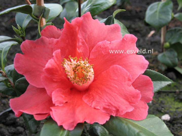 Camellia japonica 'Royalty'