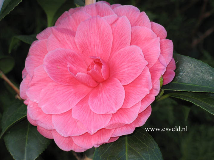 Camellia japonica 'Sacco Nova'