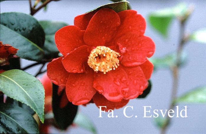 Camellia japonica 'San Dimas'