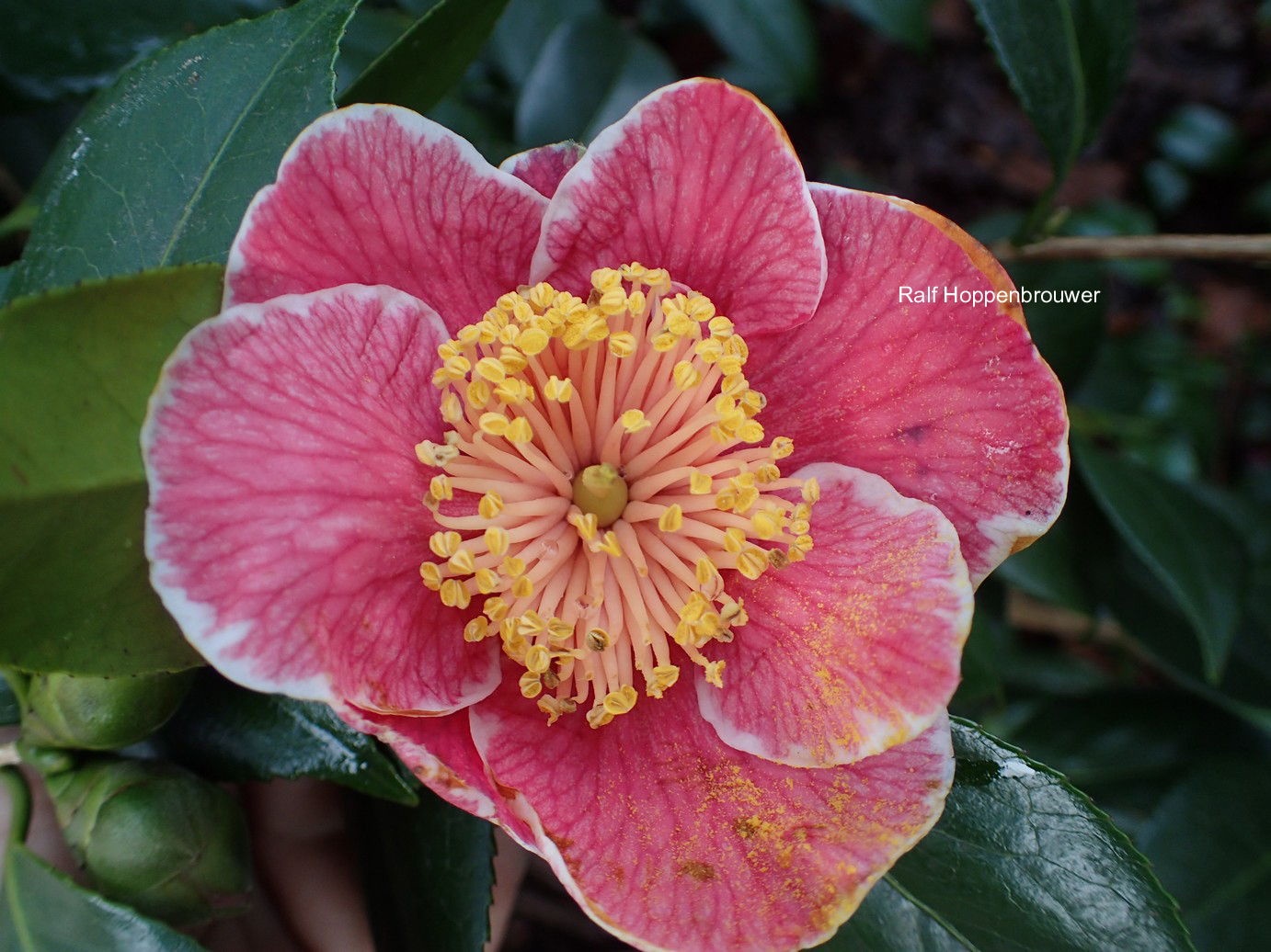 Camellia japonica 'Sanpei-tsubaki'