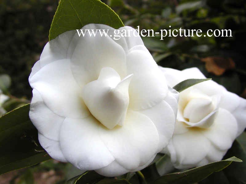 Camellia japonica 'Shiragiku'