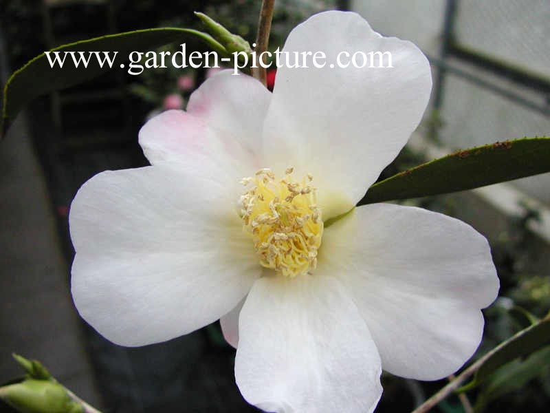 Camellia japonica 'Showa-wabisuke' Camellia japonica 'Showa-wabisuke'
