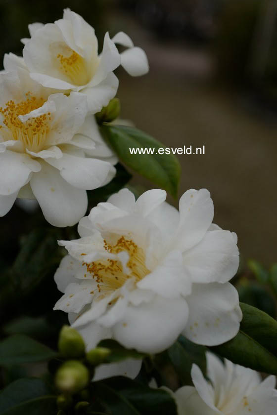 Camellia japonica 'Silver Anniversary'