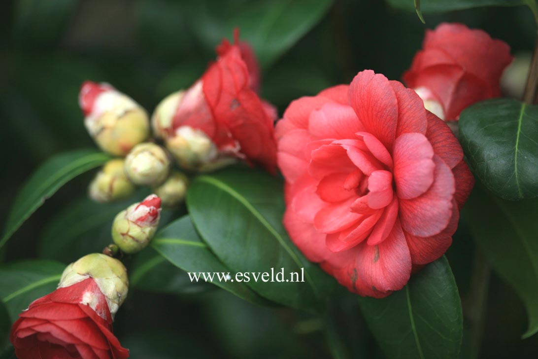 Camellia japonica 'Smokey Sister'