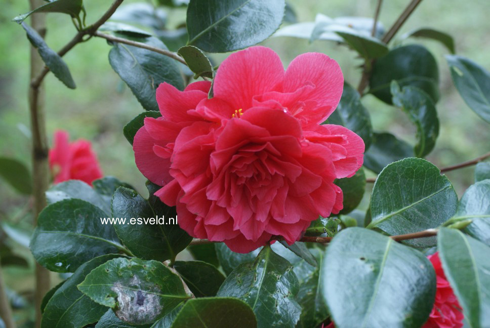 Camellia japonica 'Souvenir de Hubert Thoby'