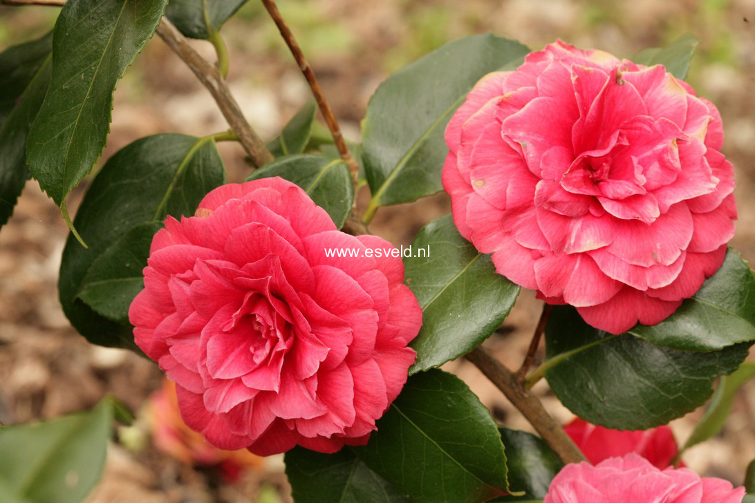 Camellia japonica 'Spring Cardinal'