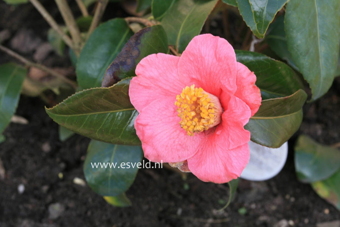 Camellia japonica 'Spring's Promise'