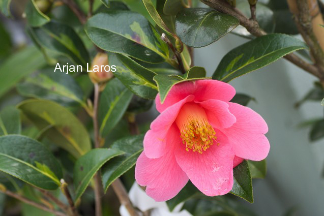 Camellia japonica 'Taiyo'