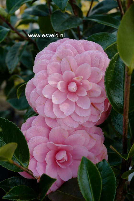 Camellia japonica 'Tiffany' (B4431)