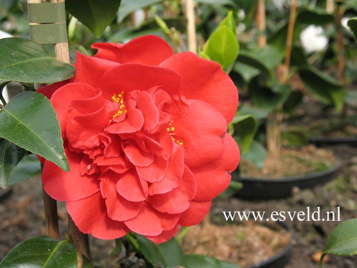 Camellia japonica 'Tom Knudsen' (47183)
