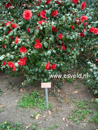 Camellia japonica 'Tomorrow'