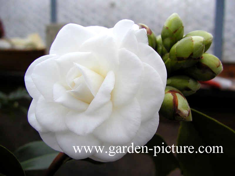 Camellia japonica 'Vergine de Collo Beato'