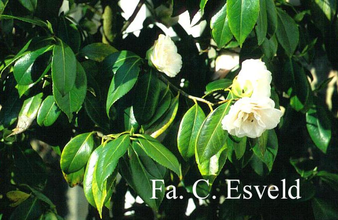 Camellia japonica 'Virgin's Blush' Camellia japonica 'Virgin's Blush'