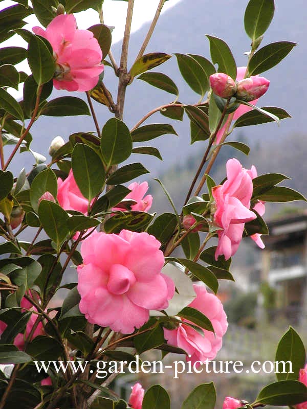 Camellia japonica 'Waterlilly'