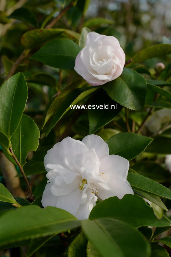 Camellia lutchuensis 'Ito Hybride'