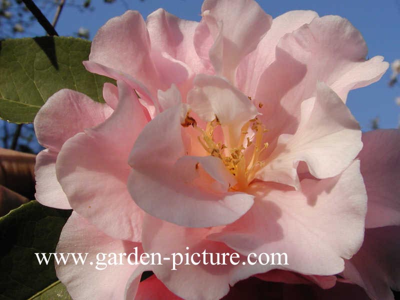 Camellia reticulata 'Applause'