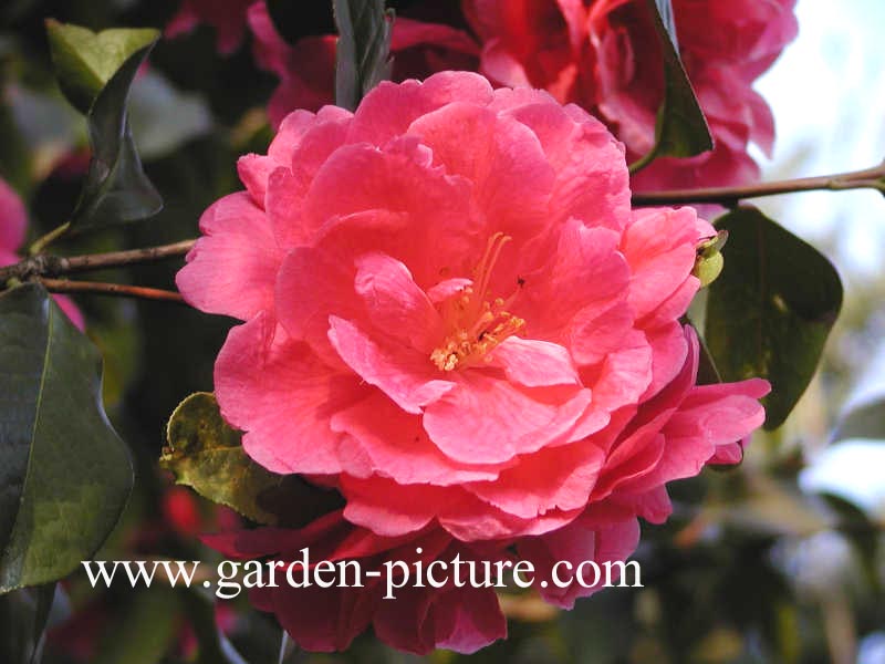 Camellia reticulata 'Arch of Triumph'