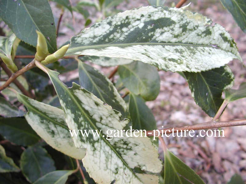 Camellia reticulata 'Francie' Camellia reticulata 'Francie'