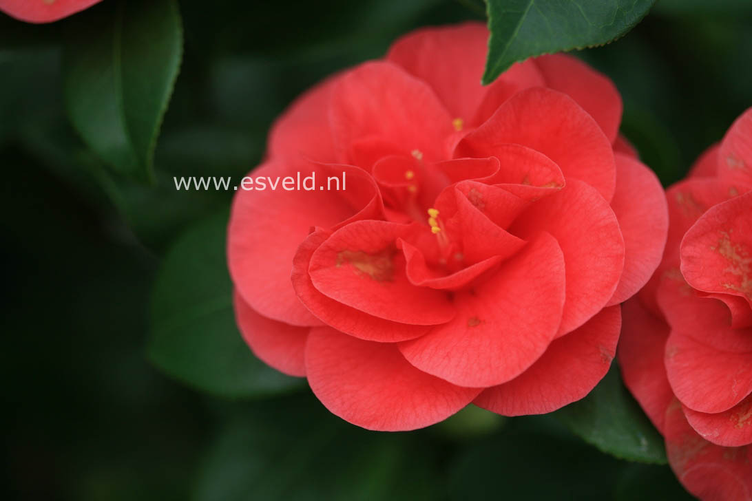 Camellia reticulata 'Mary Williams'