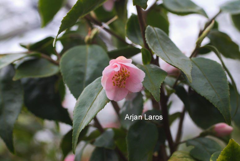 Camellia rosiflora 'Roka' (70841)