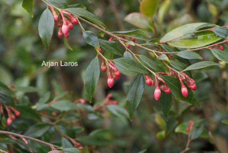 Camellia rosthorniana 'Elina' (CUPIDO)