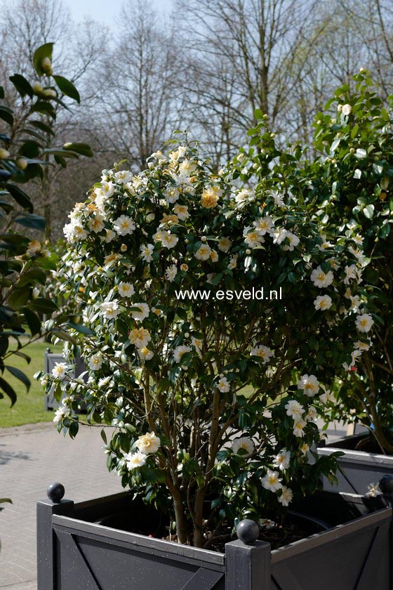 Camellia rusticana 'Mizu-yoshi'