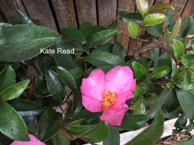 Camellia sasanqua 'Briar Rose'
