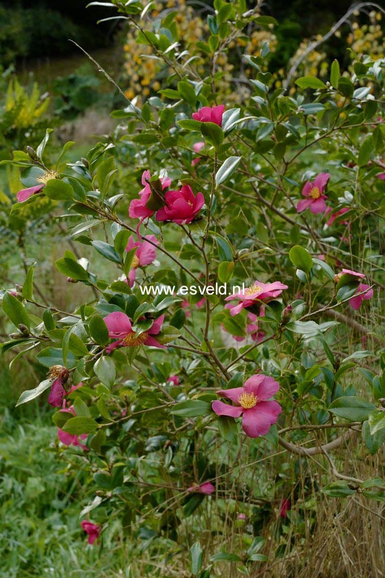 Camellia sasanqua 'Crimson King'