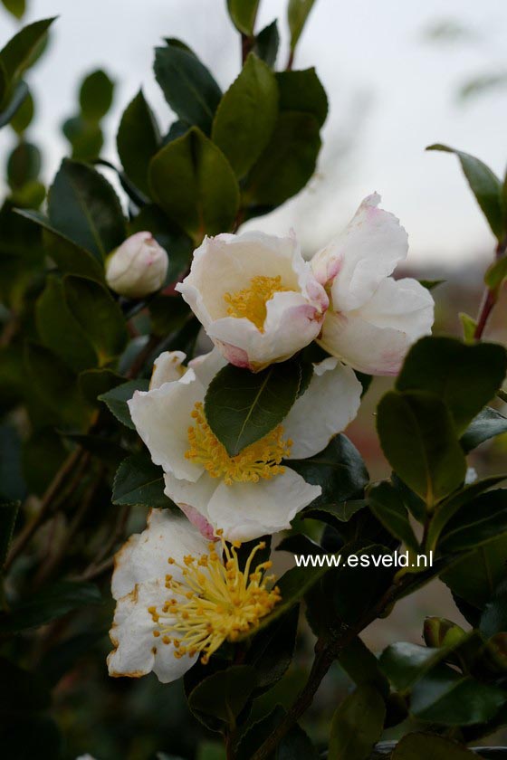 Camellia sasanqua 'Daydream' (C0021)