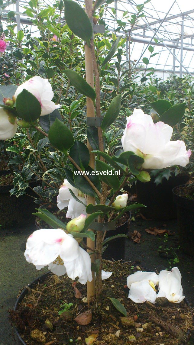 Camellia sasanqua 'Fragrans'
