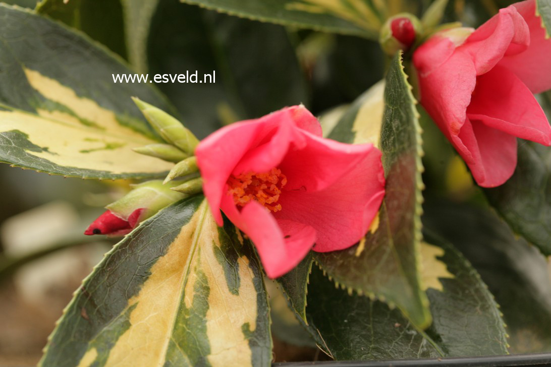 Camellia sasanqua 'Fuji no mine'