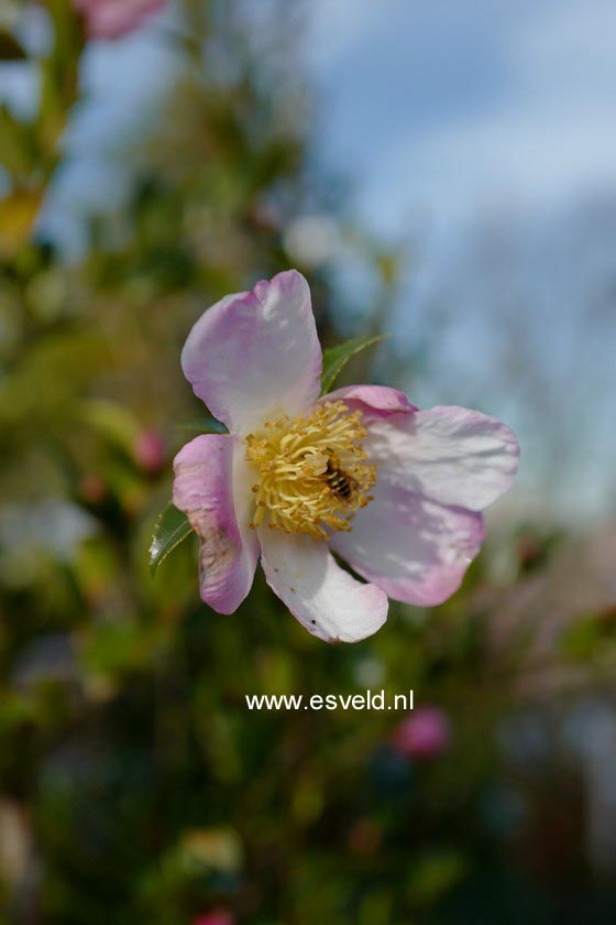 Camellia sasanqua 'Fukuzutsumi' (B4196)