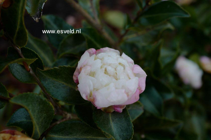 Camellia sasanqua 'Hime-botan' (B4215)