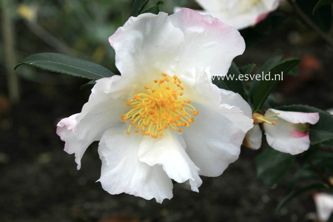 Camellia sasanqua 'Hinode-gumo'